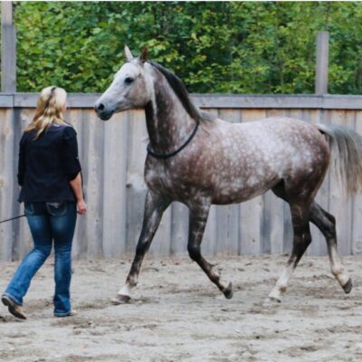 Liberty Horsemanship International Horse Trainer Lorie Duff Sweden September 2019